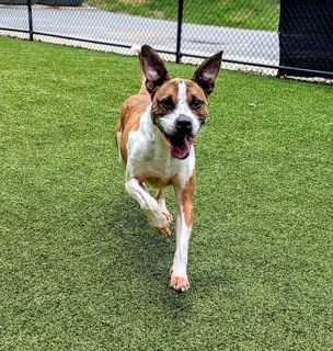 adoptable Dog in Clyde, NC named SULLY