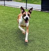 adoptable Dog in clyde, NC named SULLY