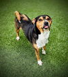 adoptable Dog in  named CHIPPER