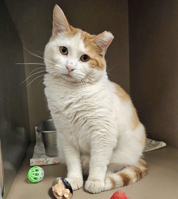 adoptable Cat in Clyde, NC named TICKY