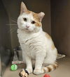 adoptable Cat in clyde, NC named TICKY