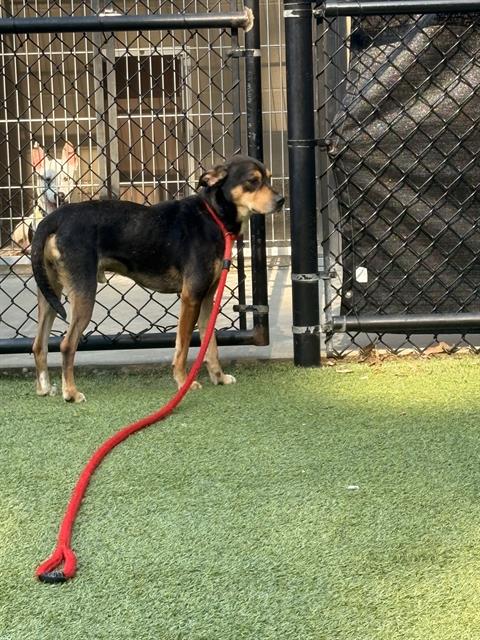 adoptable Dog in Clyde, NC named CHESTNUT