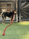 adoptable Dog in  named CHESTNUT