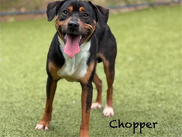 adoptable Dog in Clyde, NC named CHOPPER