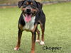 adoptable Dog in  named CHOPPER