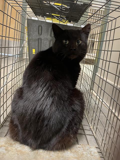 adoptable Cat in Clyde, NC named MONKEY
