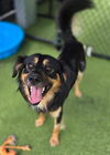 adoptable Dog in clyde, NC named PHIL