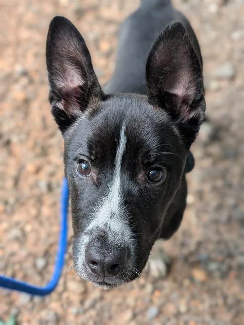 adoptable Dog in Clyde, NC named TITO