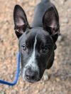 adoptable Dog in clyde, NC named TITO