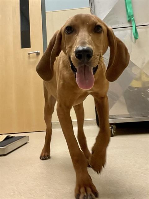 adoptable Dog in Clyde, NC named HUGGER