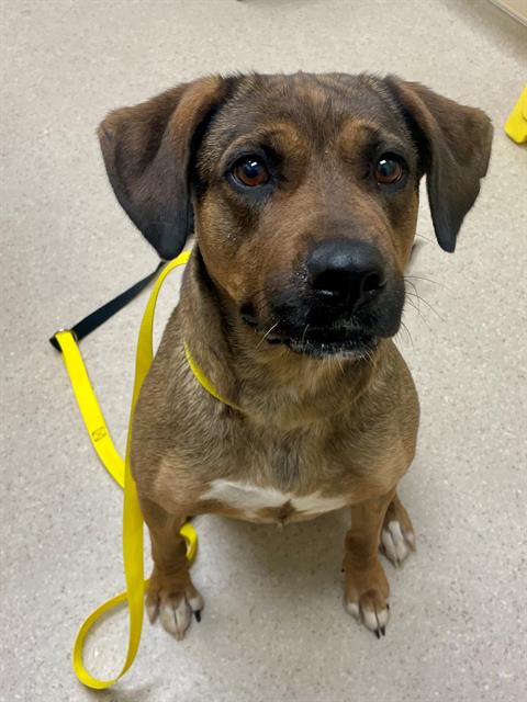 adoptable Dog in Clyde, NC named DESTY