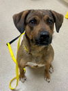 adoptable Dog in  named DESTY