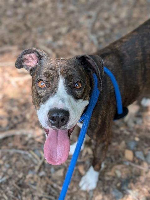 adoptable Dog in Clyde, NC named LILY