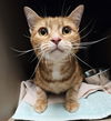 adoptable Cat in clyde, NC named SUSHI