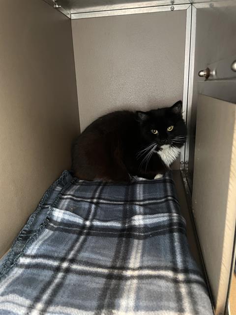 adoptable Cat in Clyde, NC named KOI