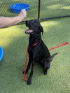 adoptable Dog in  named BARRY