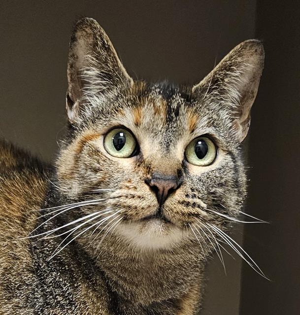 adoptable Cat in Clyde, NC named SAMI