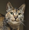 adoptable Cat in clyde, NC named SAMI