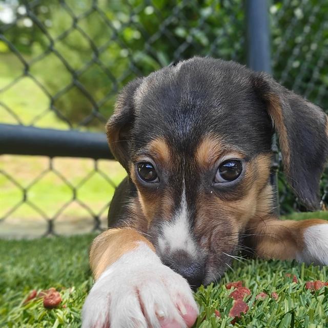 adoptable Dog in Clyde, NC named CACTUS BLOSSOM