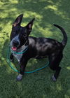 adoptable Dog in  named BRADY