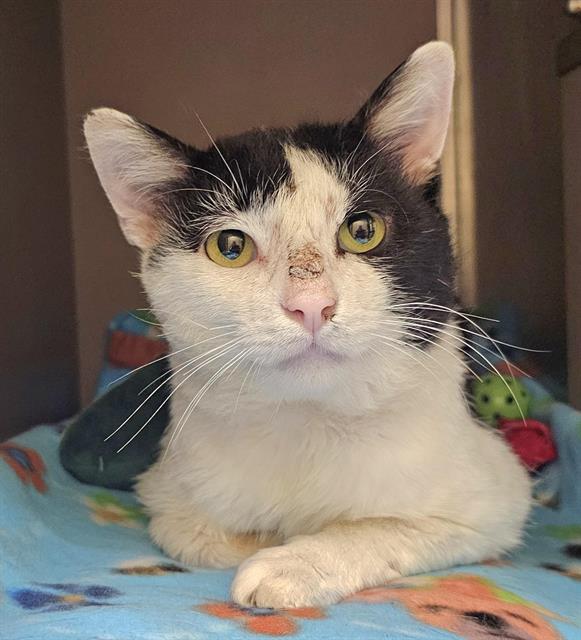 adoptable Cat in Clyde, NC named MAGIC