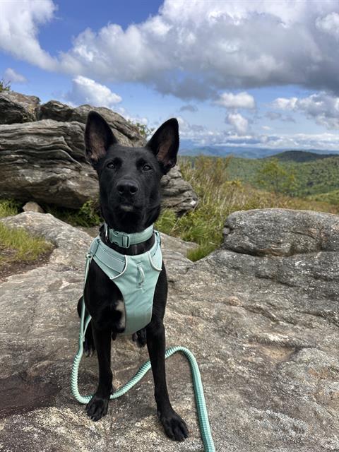 adoptable Dog in Clyde, NC named MAVIS