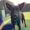 adoptable Dog in clyde, NC named MAVIS