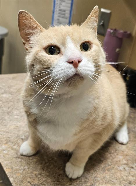 adoptable Cat in Clyde, NC named IZZIE