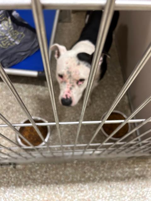 adoptable Dog in Clyde, NC named POPCORN
