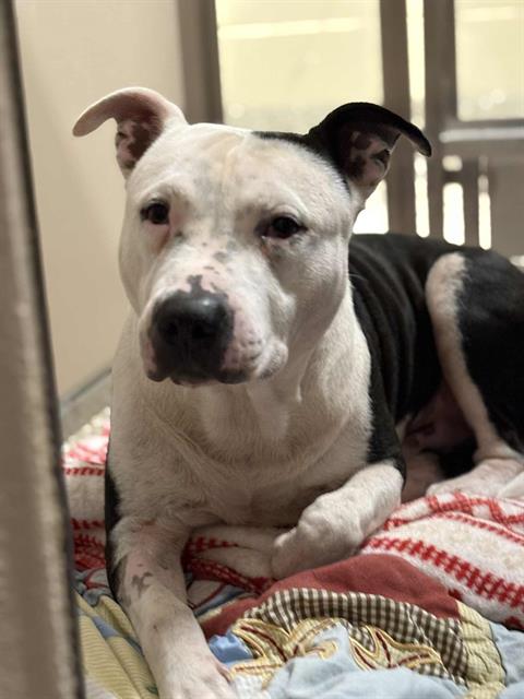 adoptable Dog in Clyde, NC named POPCORN