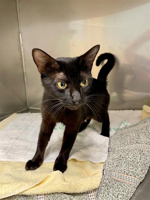 adoptable Cat in Clyde, NC named GILLY