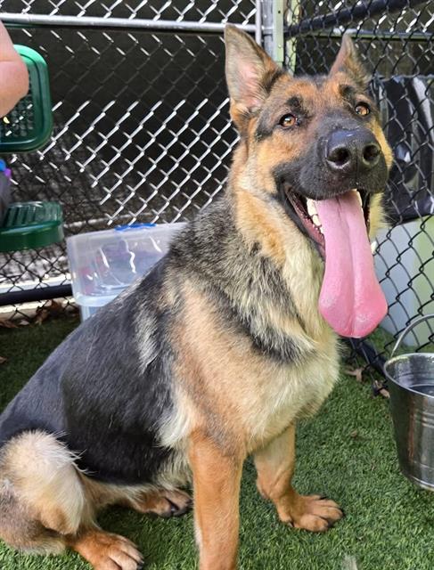 adoptable Dog in Clyde, NC named HOPE