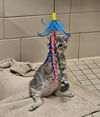 adoptable Cat in  named SILLY