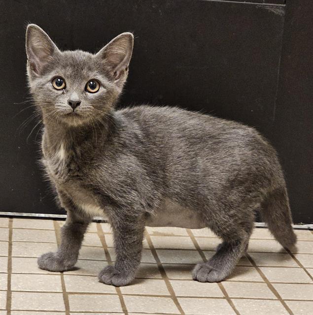 adoptable Cat in Clyde, NC named CHILLY
