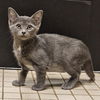 adoptable Cat in  named CHILLY