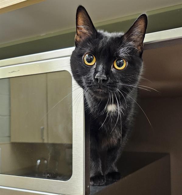 adoptable Cat in Clyde, NC named PANTHER
