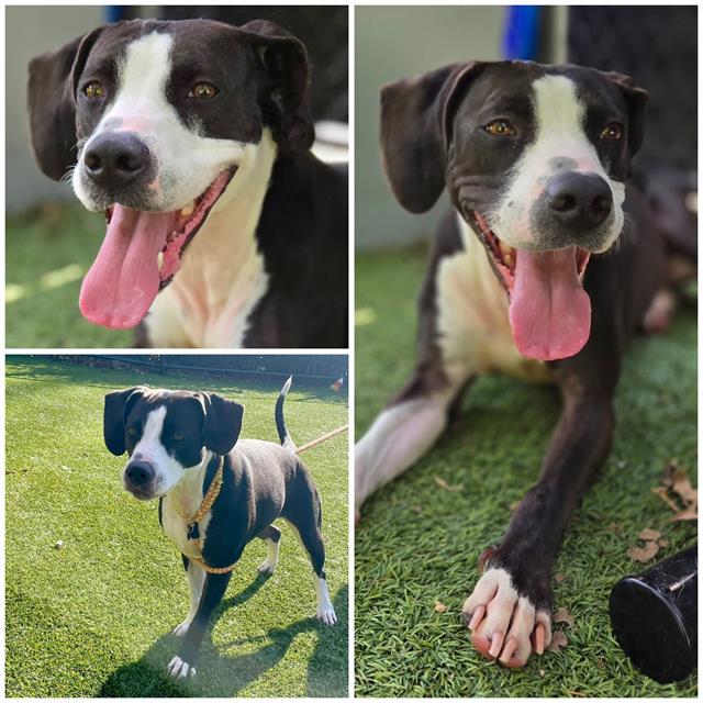adoptable Dog in Clyde, NC named JUNE BUG