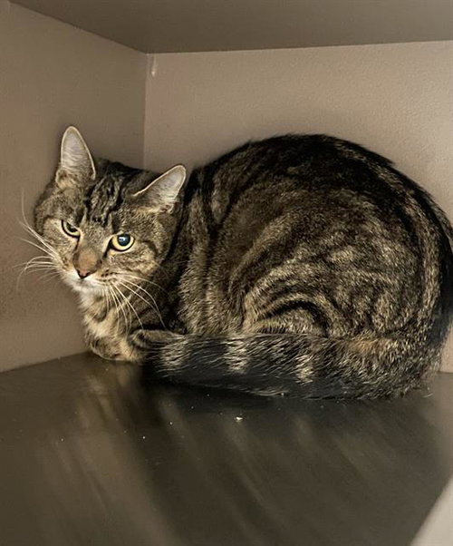 picture of the cat needing adoption