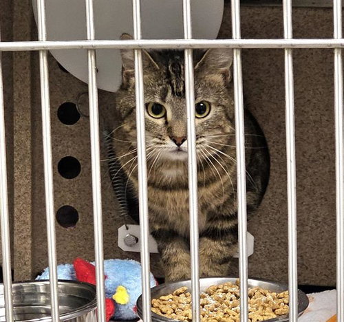 picture of the cat needing adoption