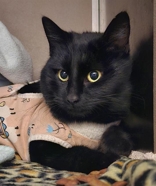 IZZY CAT Image