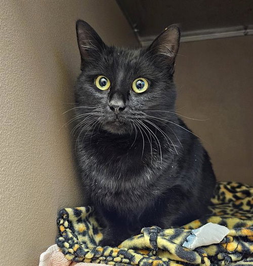 picture of the cat needing adoption