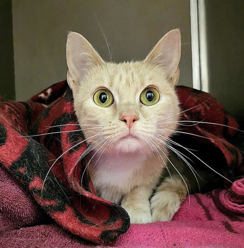 picture of the cat needing adoption