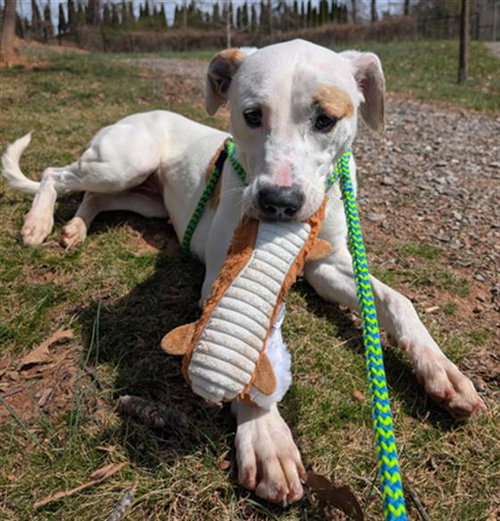 picture of the dog needing adoption
