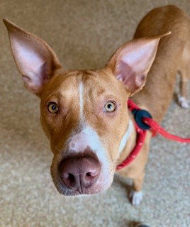 picture of the dog needing adoption