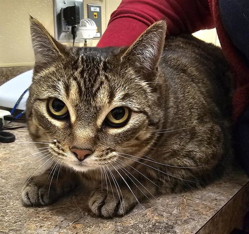 picture of the cat needing adoption