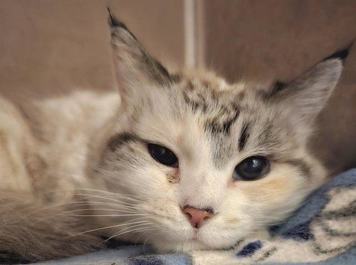 picture of the cat needing adoption