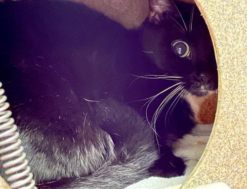 picture of the cat needing adoption