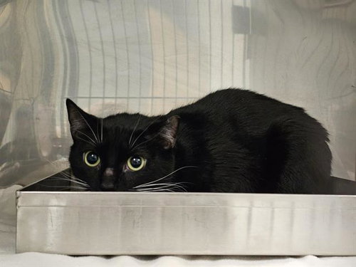 picture of the cat needing adoption