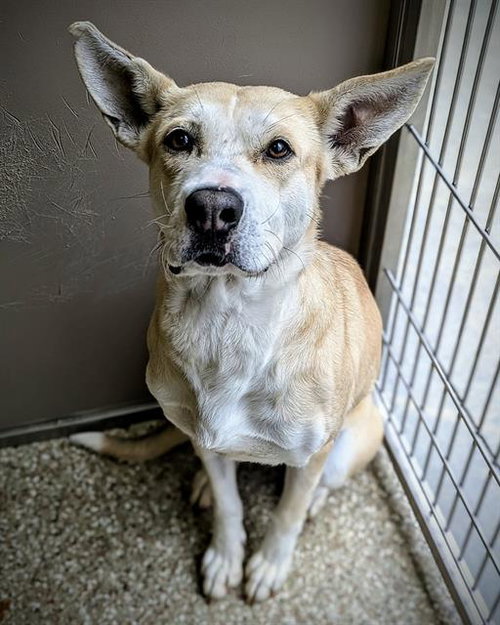 picture of the dog needing adoption
