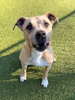 CORI, an adoptable Black Mouth Cur in Clyde, NC